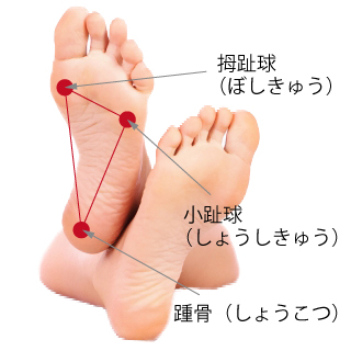 足裏、踵骨(しょうこつ・かかとの骨)、親指の根元の拇趾球(ぼしきゅう)、小指の根元の小趾球(しょうしきゅう)の解説図