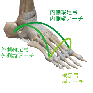 内側縦足弓(内側縦アーチ)外側縦足弓(外側縦アーチ)横足弓(横アーチ)解説図